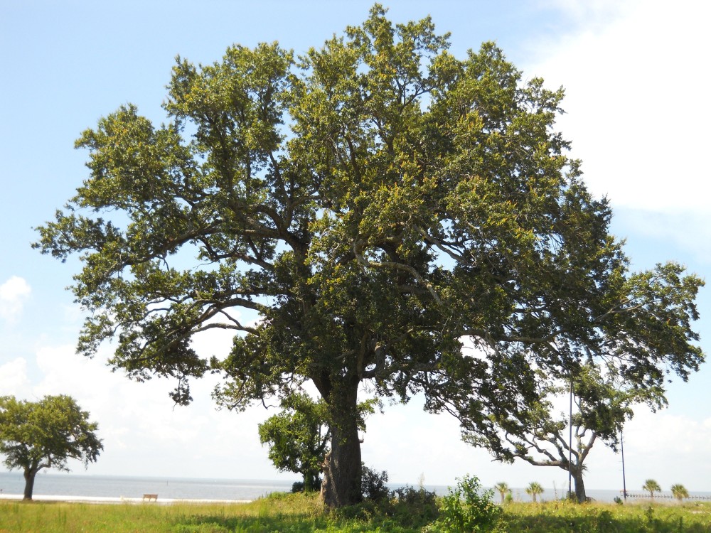 live_oak